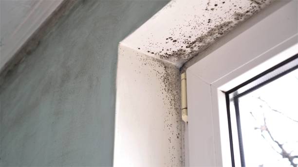 Best Commercial Mold Removal  in Batavia, NY